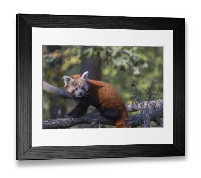 Framed Print : One red panda, Ailurus fulgens