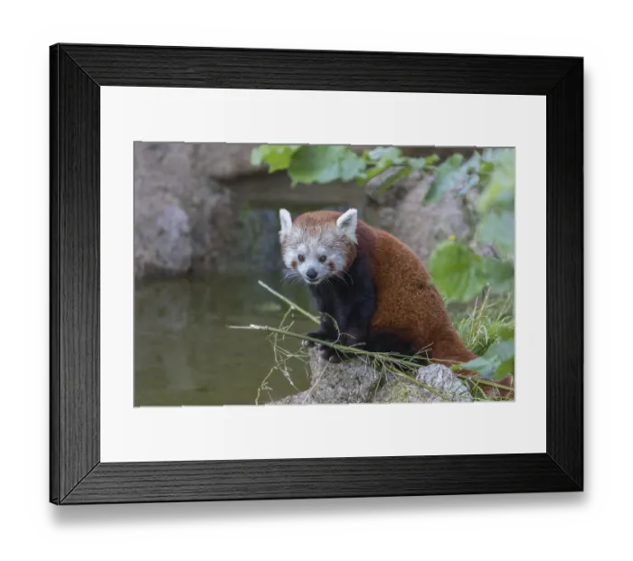 Framed Print : One red panda, Ailurus fulgens Framed Print : One red panda, Ailurus fulgens