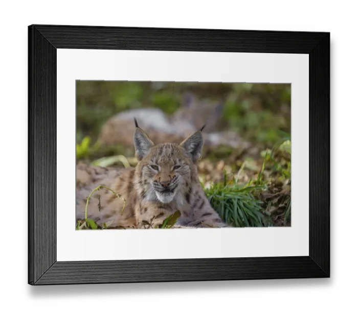 Framed Print : Portrait of a young Eurasian lynx (Lynx lynx) lying on the forest floor