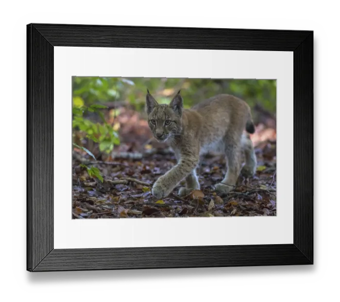 Framed Print : One young Eurasian lynx, (Lynx lynx) Framed Print : One young Eurasian lynx, (Lynx lynx)