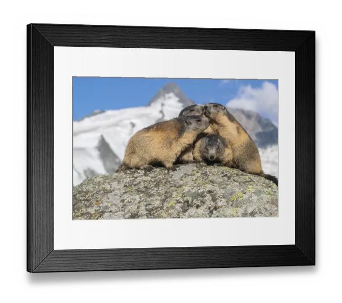 Framed Print : Group of Alpine Marmots, Marmota marmota