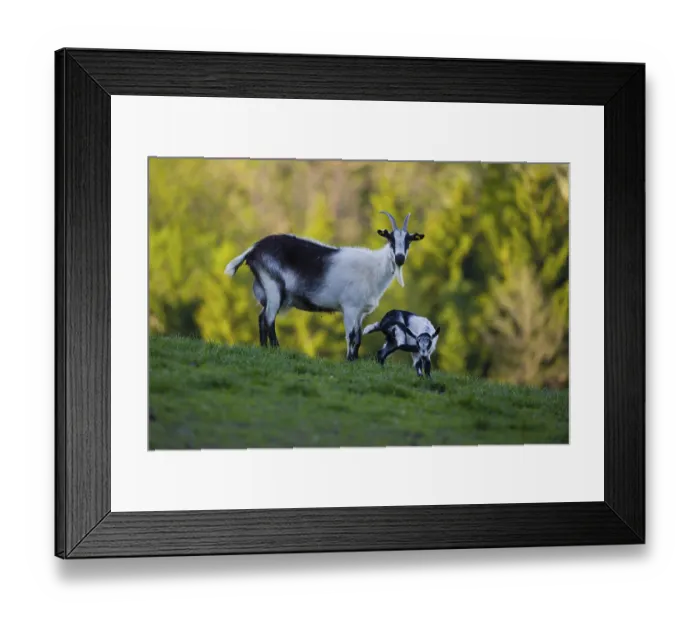 Framed Print : A female peacock goat (Capra aegagrus f)