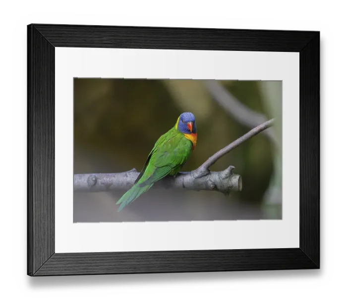 Framed Print : One Rainbow lorikeet (Trichoglossus moluccanus) sitting on a branch Framed Print : One Rainbow lorikeet (Trichoglossus moluccanus) sitting on a branch