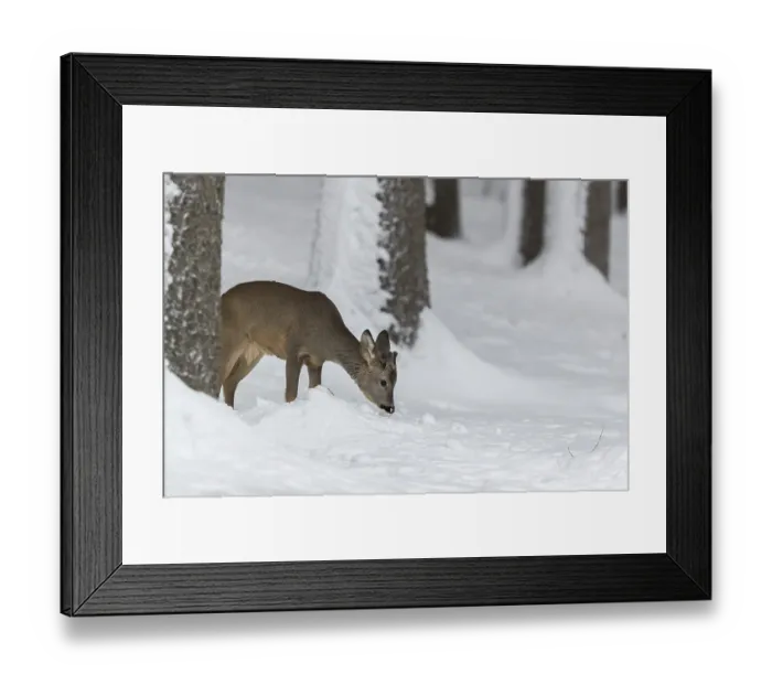 Framed Print : One young male Roe Deer, Roe buck (Capreolus capreolus) Framed Print : One young male Roe Deer, Roe buck (Capreolus capreolus)