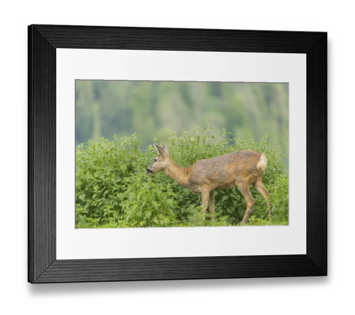 Framed Print : One female Roe Deer, (Capreolus capreolus)