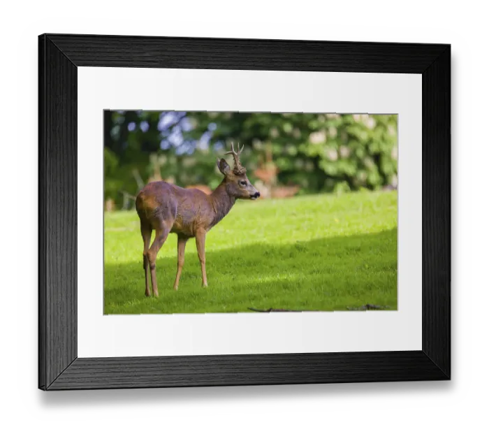 Framed Print : One male Roe Deer, Roe buck (Capreolus capreolus)