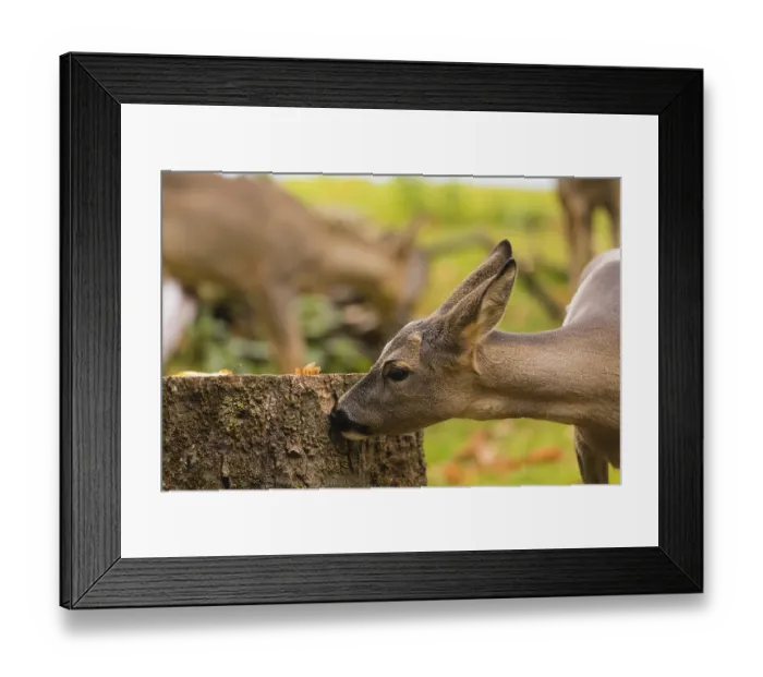 Framed Print : One female Roe Deer, (Capreolus capreolus) Framed Print : One female Roe Deer, (Capreolus capreolus)