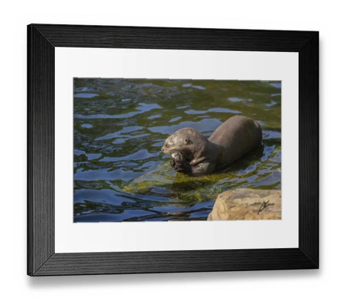 Framed Print : One giant otter or giant river otter (Pteronura brasiliensis) resting on a rock lying underwater
