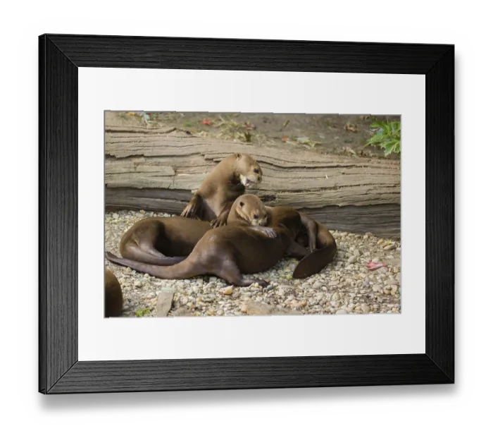 Framed Print : A family of giant otter or giant river otter (Pteronura brasiliensis) rest on a river bank