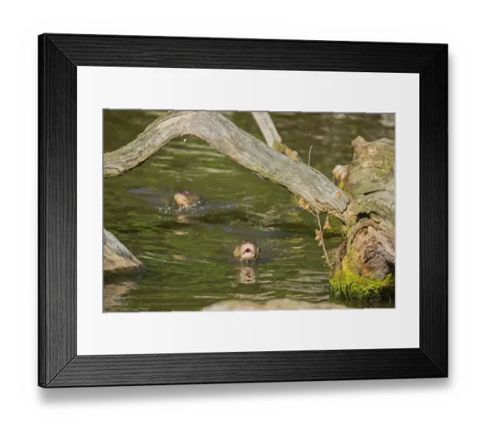 Framed Print : Two giant otters or giant river otters (Pteronura brasiliensis)