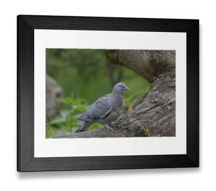 Framed Print : One common wood pigeon (Columba palumbus) standing on a fallen tree