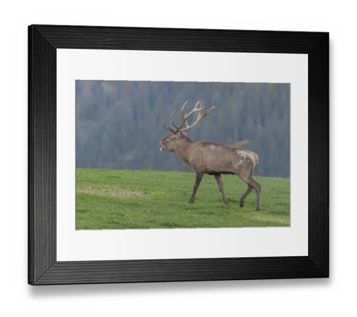 Framed Print : One Red Deer stag (Cervus elaphus) at the rutting season