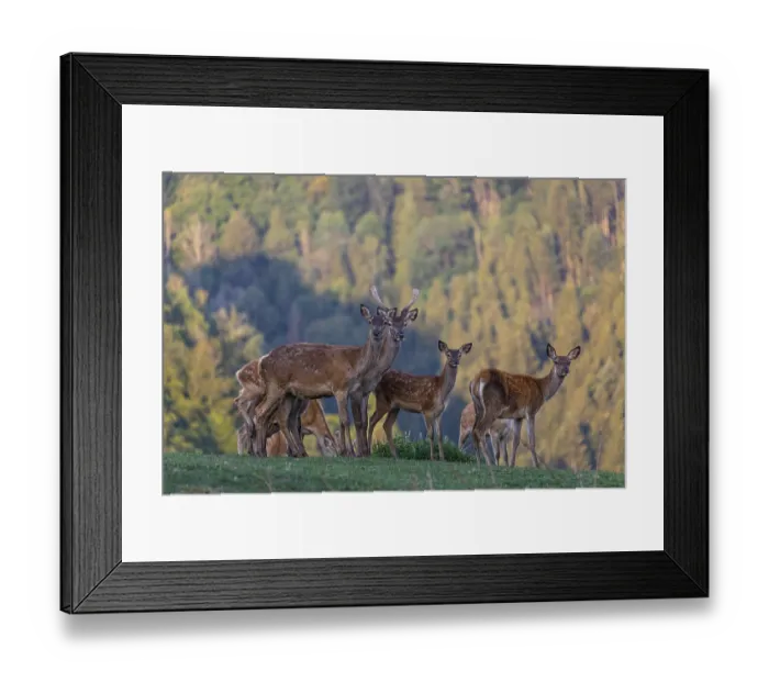 Framed Print : A herd of red deer (Cervus elaphus) standing on a meadow Framed Print : A herd of red deer (Cervus elaphus) standing on a meadow
