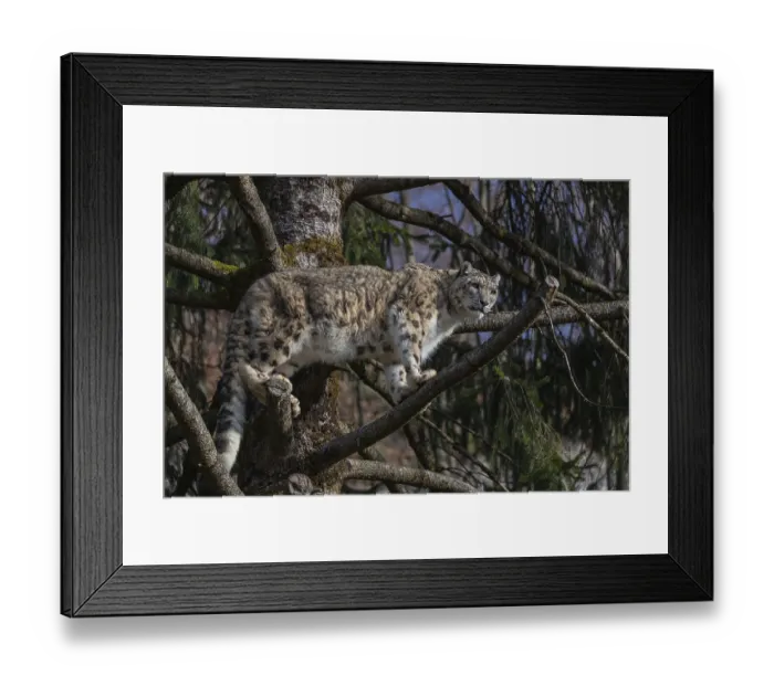 Framed Print : One adult snow leopard (Panthera uncia) standing high up in a tree Framed Print : One adult snow leopard (Panthera uncia) standing high up in a tree