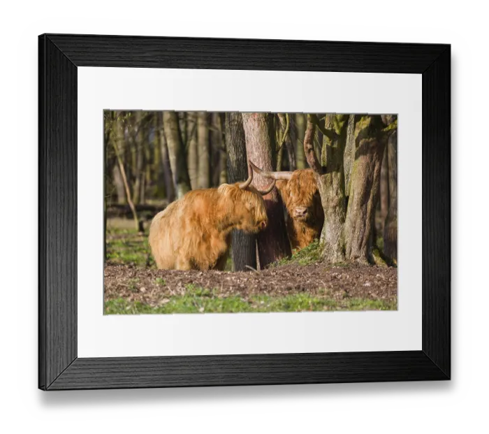 Framed Print : One Highland bull and a cow (Bos (primigenius) taurus) stand in a forest