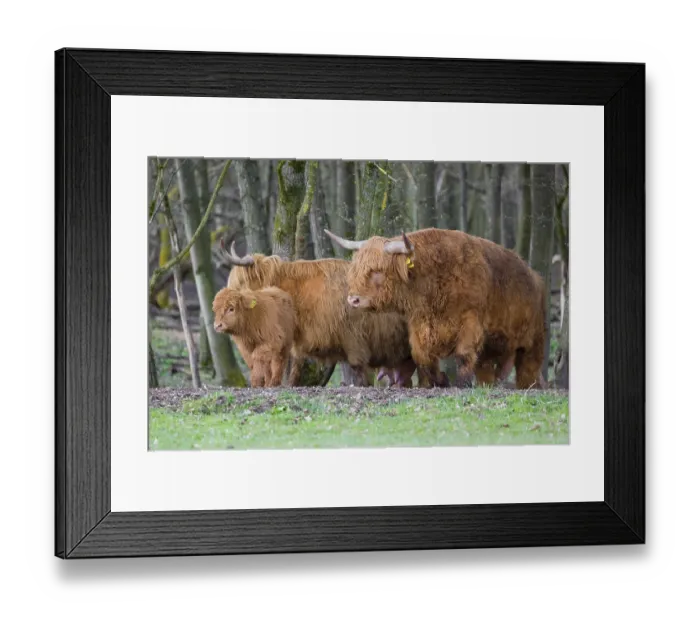 Framed Print : A family of Highlands (Bos (primigenius) Framed Print : A family of Highlands (Bos (primigenius)