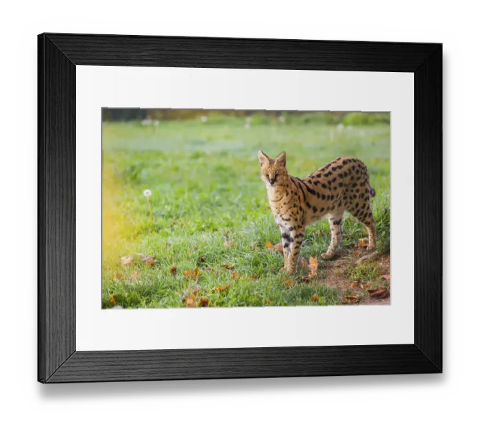 Framed Print : A male serval, Leptailurus serval