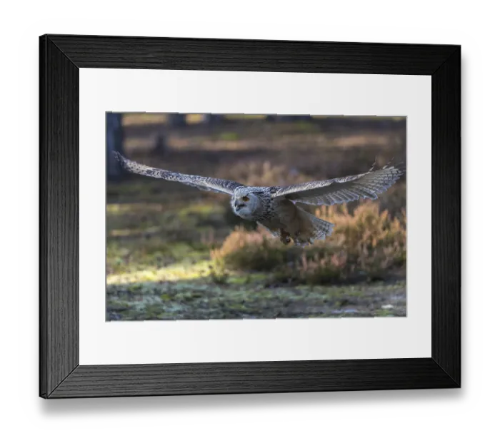 Framed Print : One Siberian Eagle Owl (Bubo bubo sibiricus) flying thru a forest