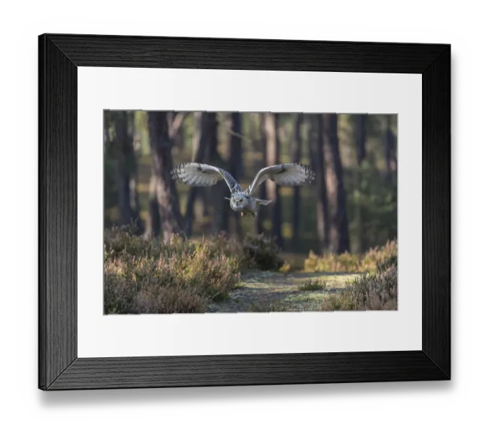 Framed Print : One Siberian Eagle Owl (Bubo bubo sibiricus) flying thru a forest