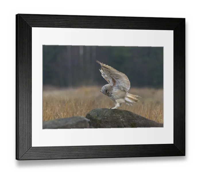 Framed Print : One Siberian Eagle Owl (Bubo bubo sibiricus)
