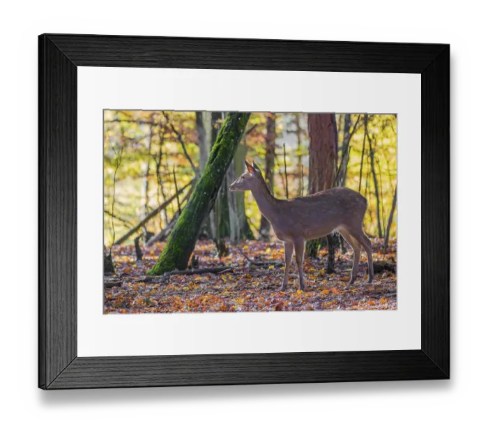 Framed Print : A female Manchurian sika deer or Dybowski's sika deer (Cervus nippon mantchuricus or Cervus nippon dybowskii)