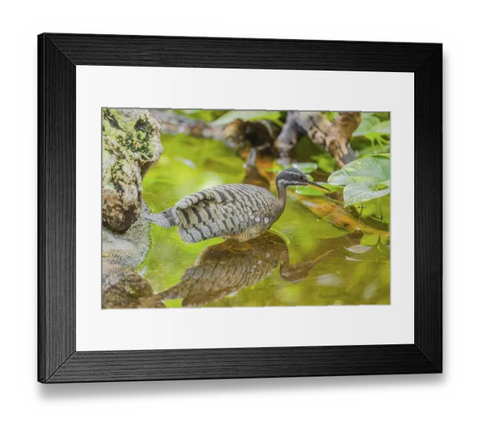 Framed Print : A sunbittern (Eurypyga helias) walks through a shallow creek in a forest searching for food