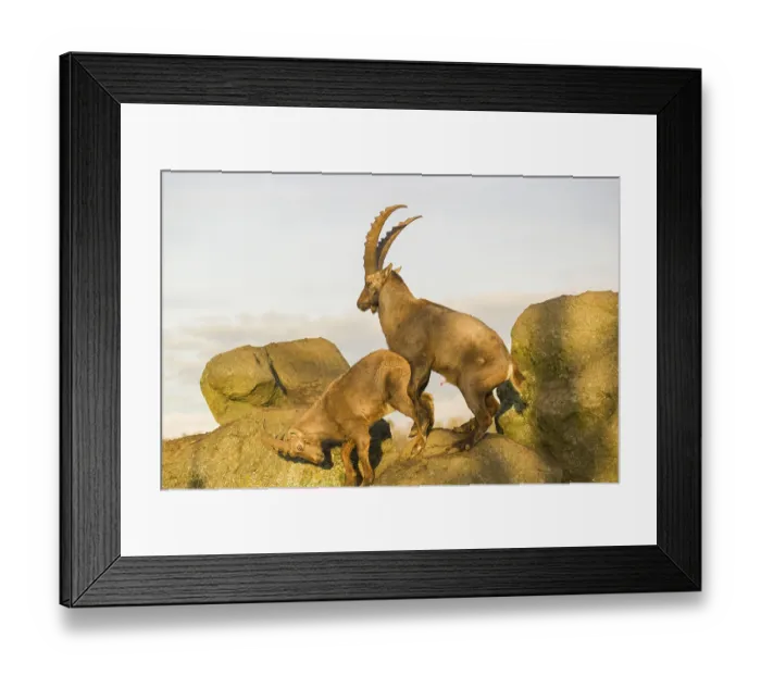 Framed Print : Two ibex (Capra ibex), a male and a female