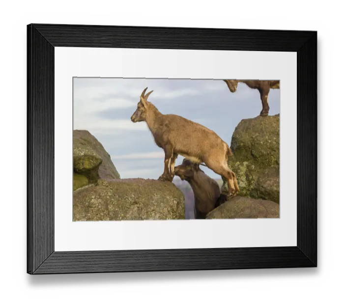 Framed Print : Two ibex (Capra ibex), a male and a female Framed Print : Two ibex (Capra ibex), a male and a female