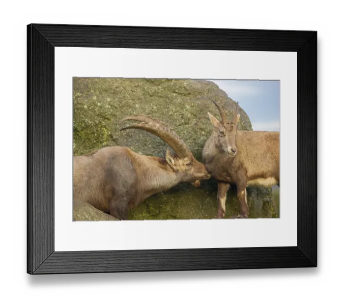 Framed Print : Two ibex (Capra ibex), a male and a female