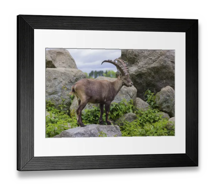 Framed Print : One male ibex (Capra ibex) stands on rocks Framed Print : One male ibex (Capra ibex) stands on rocks