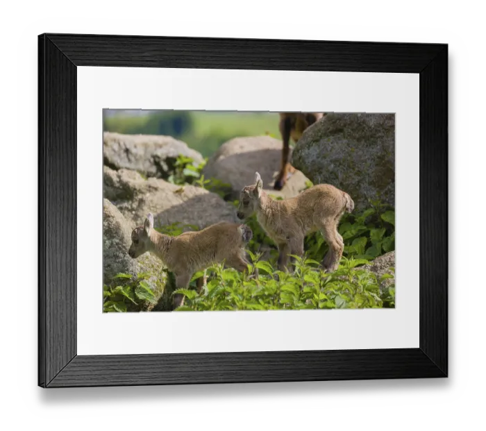 Framed Print : Two baby ibex (Capra ibex) play on a rocks