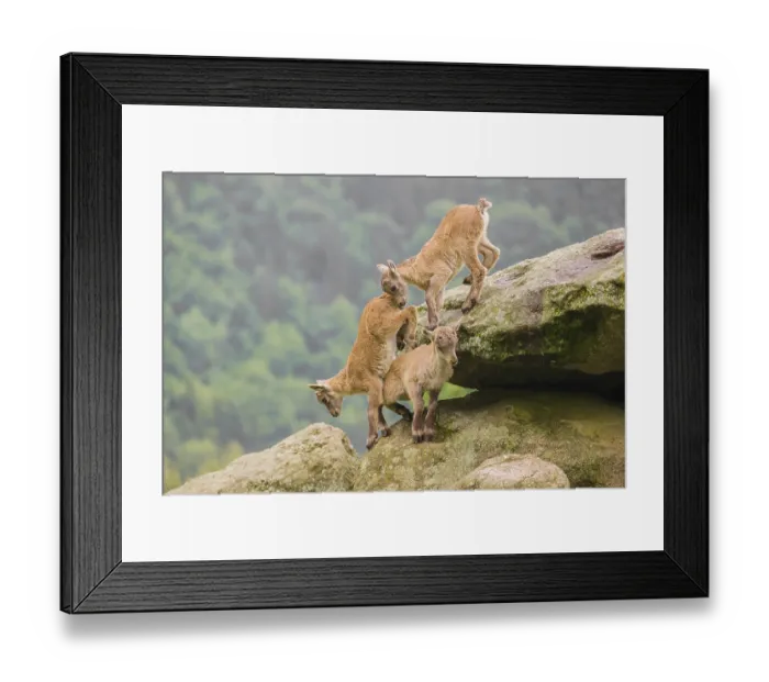 Framed Print : Group of young ibex (Capra ibex) play on a rock