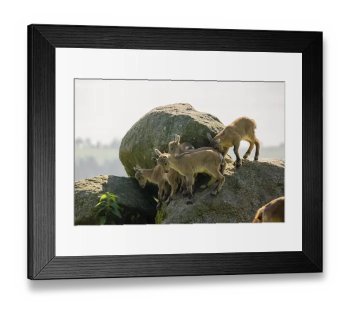 Framed Print : A group of young ibex (Capra ibex) play on a rock