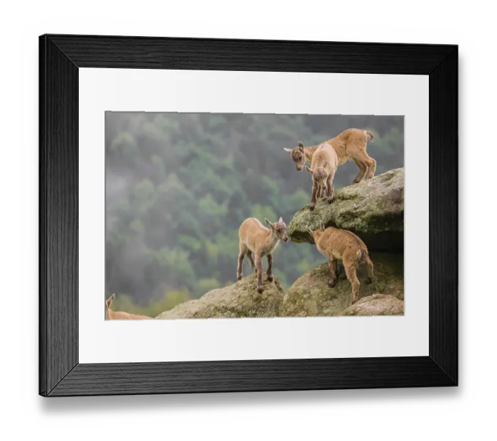 Framed Print : Group of young ibex (Capra ibex) play on a rock Framed Print : Group of young ibex (Capra ibex) play on a rock