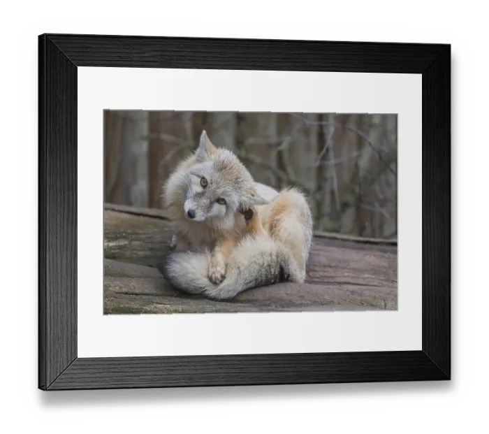 Framed Print : One corsac fox (Vulpes corsac) grooming himself Framed Print : One corsac fox (Vulpes corsac) grooming himself
