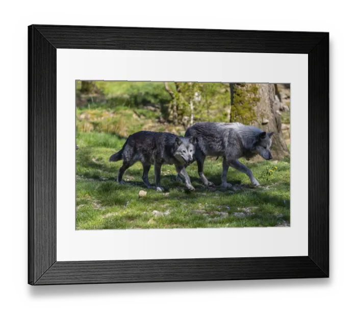 Framed Print : Timberwolf Framed Print : Timberwolf