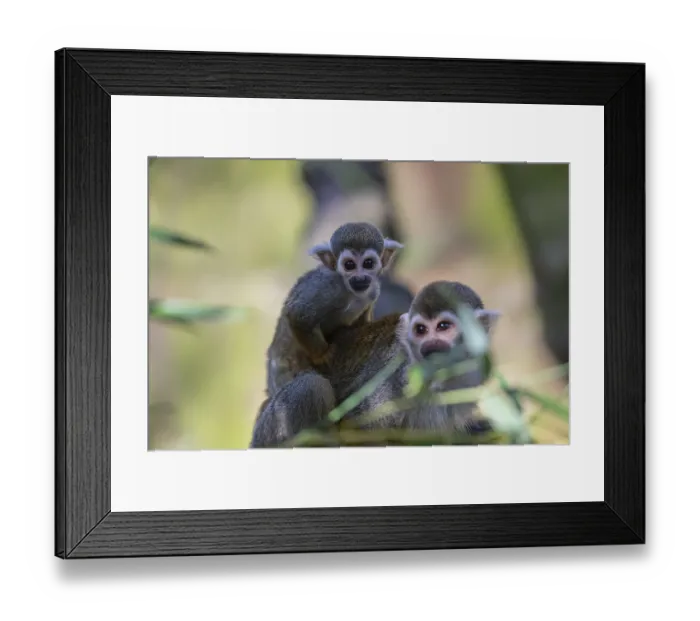 Framed Print : One female Central American squirrel monkey