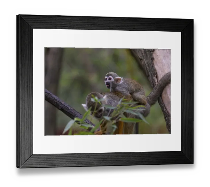 Framed Print : One female Central American squirrel monkey