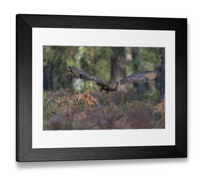 Framed Print : One Eurasian Eagle Owl, Bubo bubo