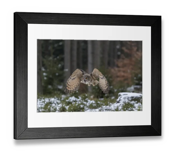 Framed Print : One Eurasian Eagle Owl, Bubo bubo Framed Print : One Eurasian Eagle Owl, Bubo bubo