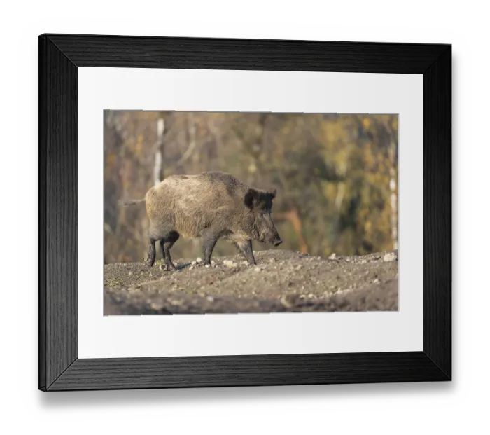 Framed Print : One wild boar or wild pig (Sus scrofa)