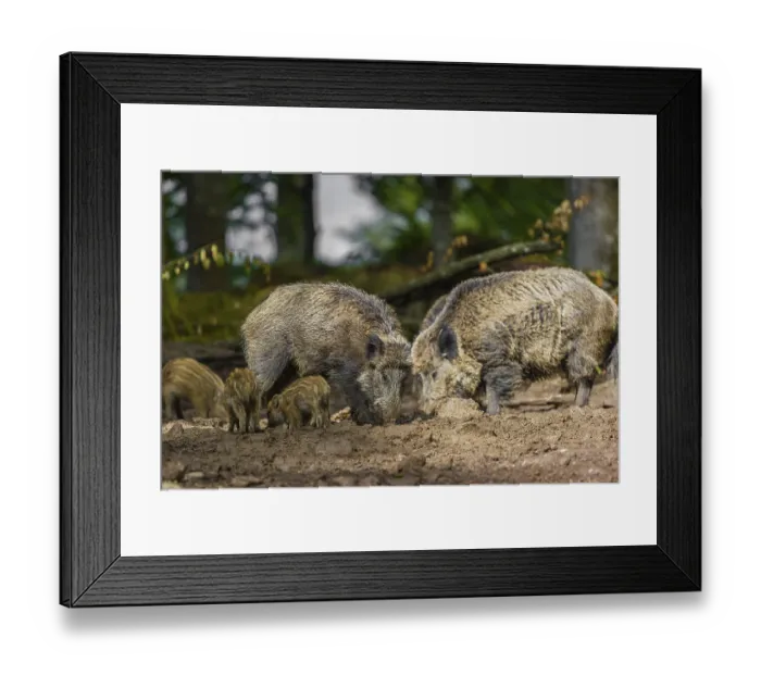 Framed Print : A pack of wild boars (Sus scrofa) look for food in a clearing Framed Print : A pack of wild boars (Sus scrofa) look for food in a clearing