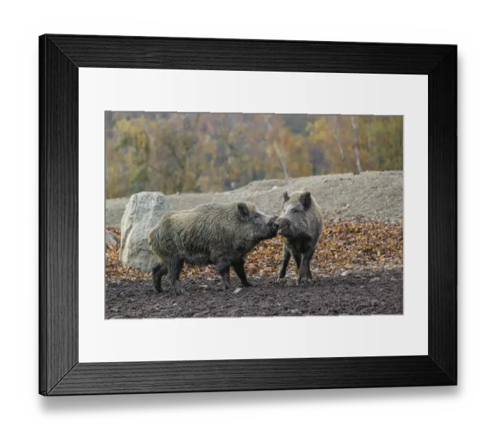 Framed Print : Two wild boar or wild pig (Sus scrofa) fight on an opening