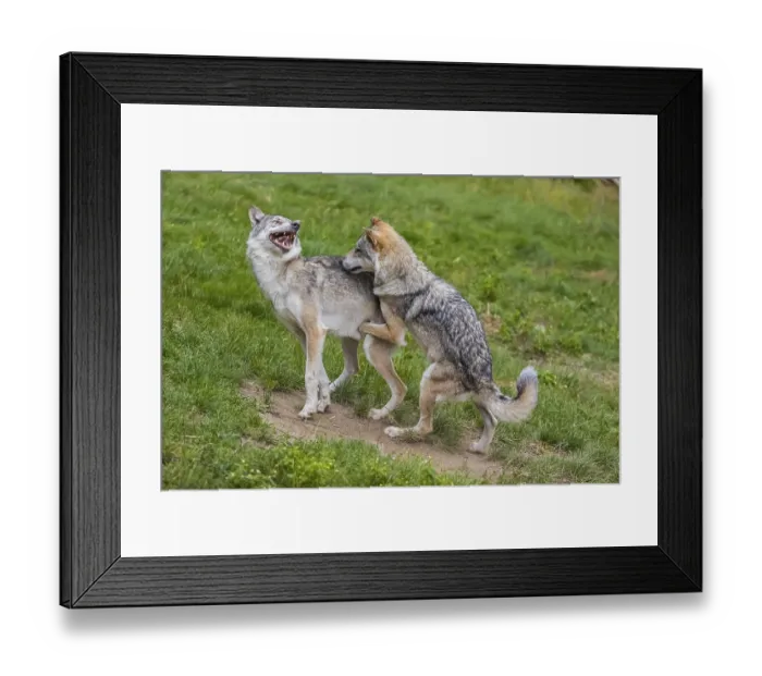 Framed Print : Two adult male eurasian gray wolves (Canis lupus lupus) Framed Print : Two adult male eurasian gray wolves (Canis lupus lupus)