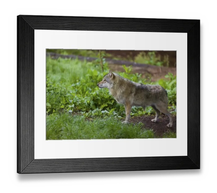 Framed Print : One eurasian gray wolf (Canis lupus lupus) stands on the forest floor over dead leafes