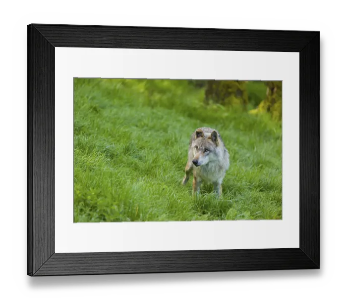 Framed Print : One eurasian gray wolf (Canis lupus lupus) walks over a green meadow in an open forest