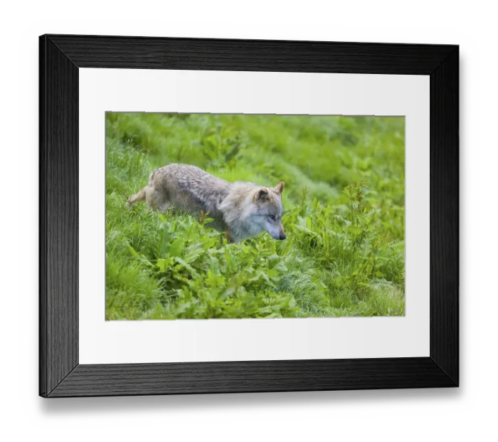 Framed Print : One eurasian gray wolf (Canis lupus lupus) runs over a green meadow in an open forest