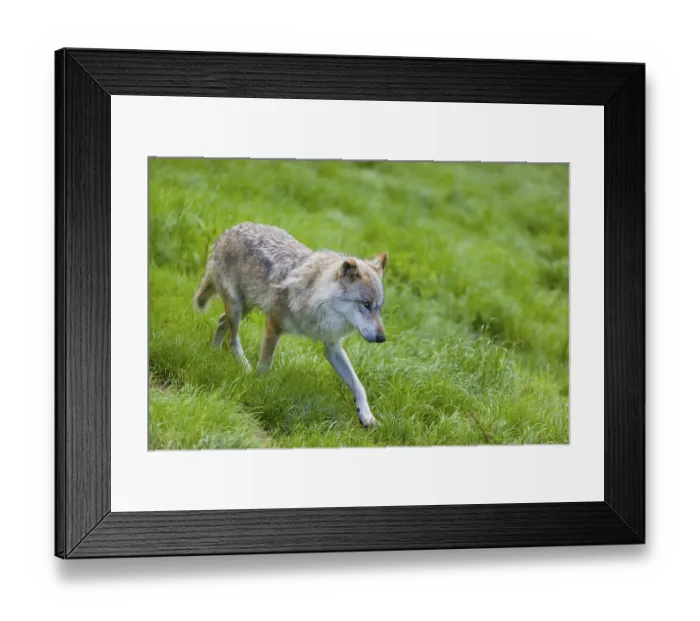 Framed Print : One eurasian gray wolf (Canis lupus lupus) runs over a green meadow in an open forest Framed Print : One eurasian gray wolf (Canis lupus lupus) runs over a green meadow in an open forest