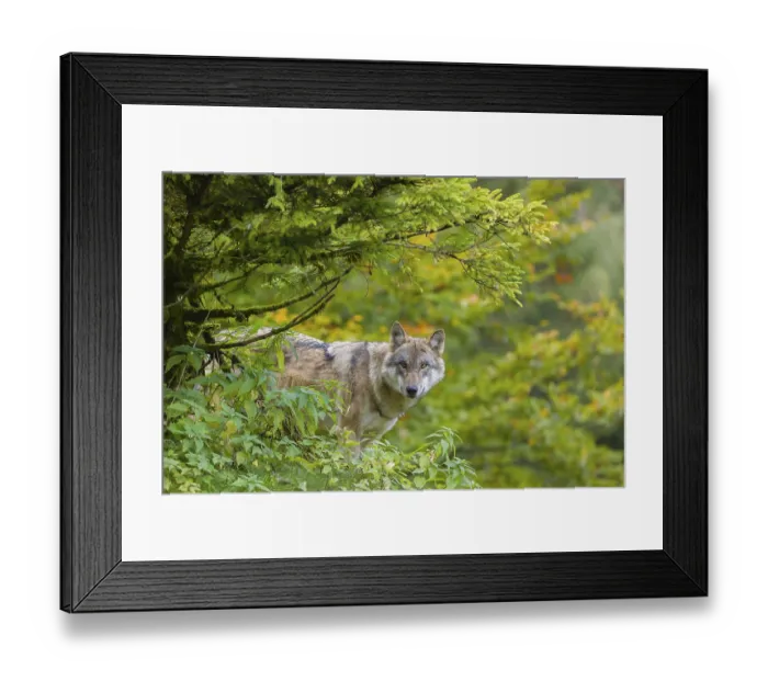 Framed Print : One eurasian gray wolf (Canis lupus lupus) stands on a hill