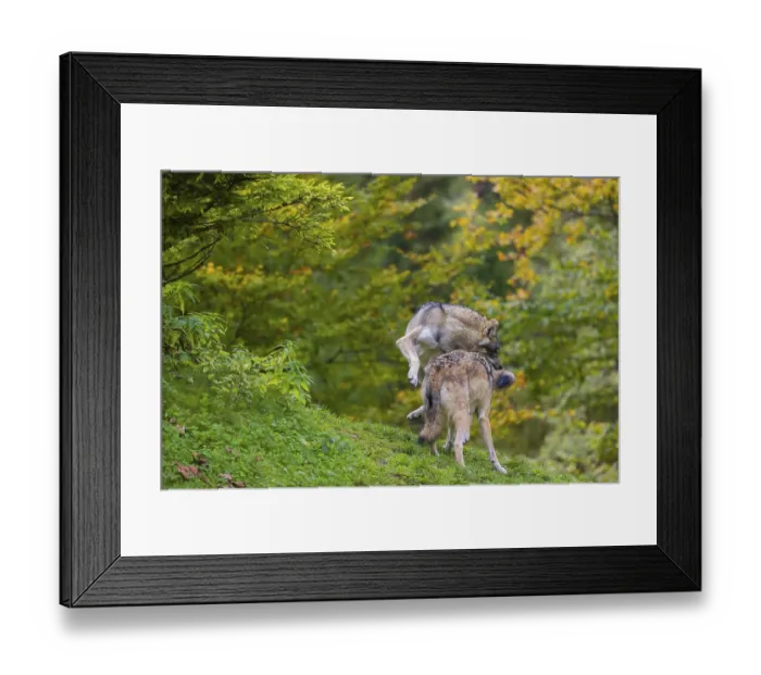 Framed Print : Two eurasian gray wolves (Canis lupus lupus) play on a hill